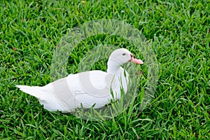 White duck sitting on glass