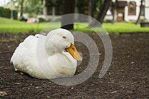 White duck sitting in the land looking to camera