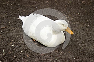 White duck sitting in the land looking to camera