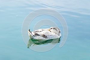 White duck is sleeping during floating on lake