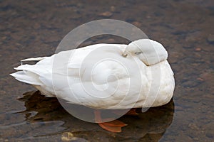 White Duck sleeping