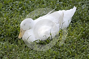 White duck sleeping