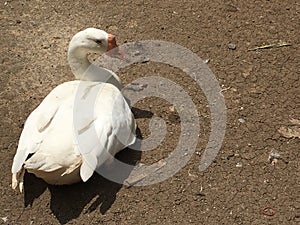 White duck on soil