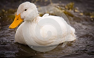 White Duck Splashing Water