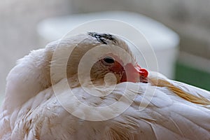 White duck standing close to the camera, domesticated wild animal, with sharp lighting and details. Real photo of a real animal.