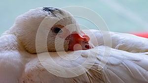 White duck standing close to the camera, domesticated wild animal, with sharp lighting and details. Real photo of a real animal.