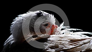 White duck standing close to the camera, domesticated wild animal, with sharp lighting and details. Real photo of a real animal.
