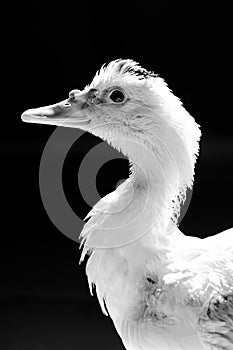 White duck standing close to the camera, domesticated wild animal, with sharp lighting and details. Real photo of a real animal.