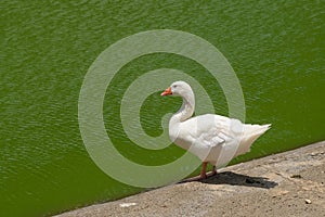 White duck standing in the pool