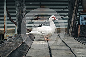 The white duck is standing on a wooden floor bridge