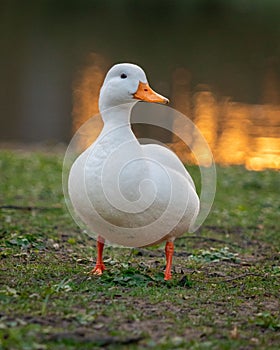 White duck stands in a tranquil lake setting, perched on a grassy shoreline