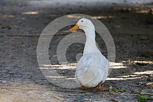 The white duck in summer at farm thailand