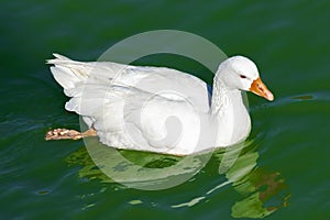 White duck on the surface of a calm lake with greenish waters at sunset