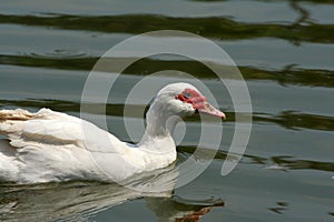White duck swimming in green lake at sunny day