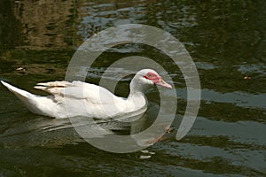 White duck swimming in green lake at sunny day