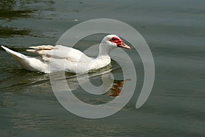 White duck swimming in green lake at sunny day