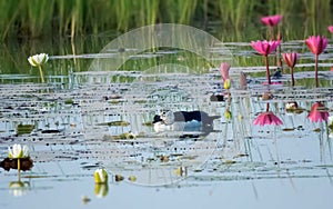 White duck swimming in lake water with beautiful lotus flowers in background.