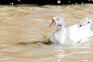 white duck swimming in pond in