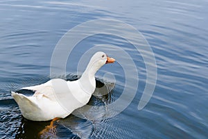 White duck swimming in the pool