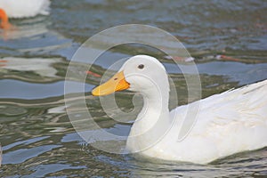 White Duck swimming in the river