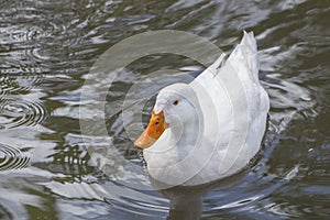 White Duck