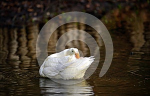 A white duck swimming on the water preening its tail feathers