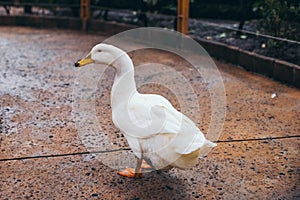 White duck walking in an aviary