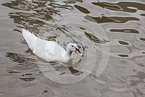 White Duck photo