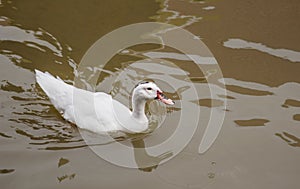 White Duck