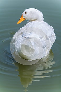 White Duck