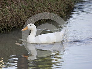 White duck in the water