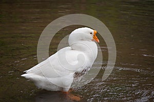 White duck in wildlife.