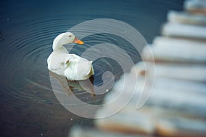 White duck in wildlife.