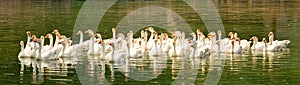 White ducks