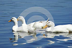 White Ducks