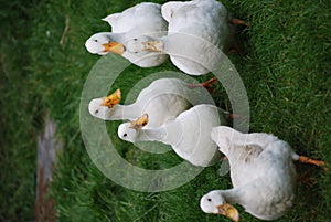 White Ducks