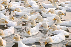 The white ducks