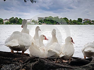 White ducks be resting near the lake