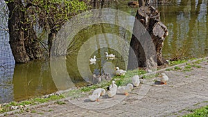 White ducks flock