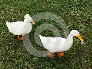 White ducks in florida