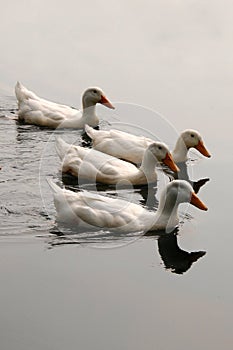 White Ducks in Formation