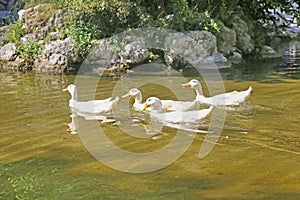 White ducks in the lake of the National Garden of Athens Greece