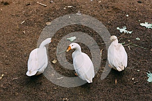 White ducks in line and looking at camera, feel curious