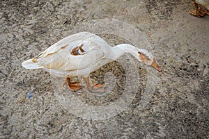 White Ducks in the Park, Ducks relaxing inside Lodhi Garden in Delhi India