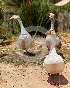White ducks - patos blancos photo