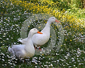 White ducks in springtime