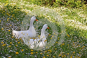 White ducks in springtime