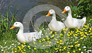 White ducks in springtime