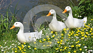White ducks in springtime photo