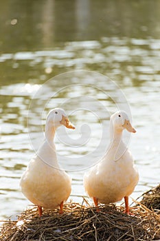 White ducks stand next to a pond or lake with bokeh background